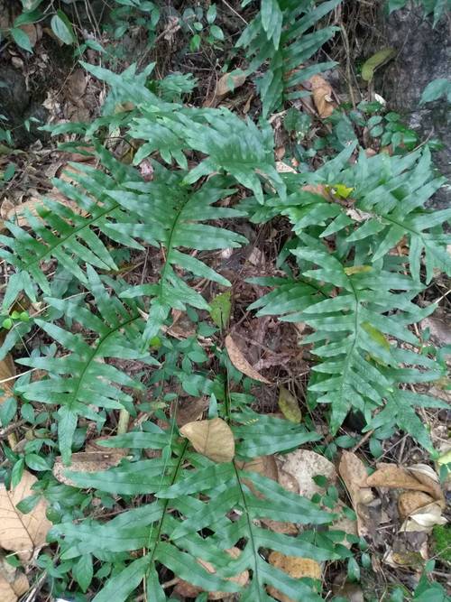  p>台湾骨碎补(学名:davallia formosana),又名大叶骨碎补,为骨碎补科