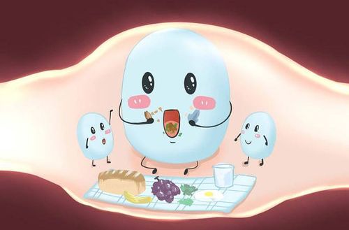 乳酸菌可以保持肠道内环境稳态