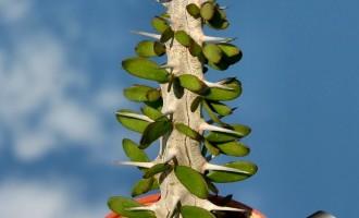 刺骨铮然亚龙木