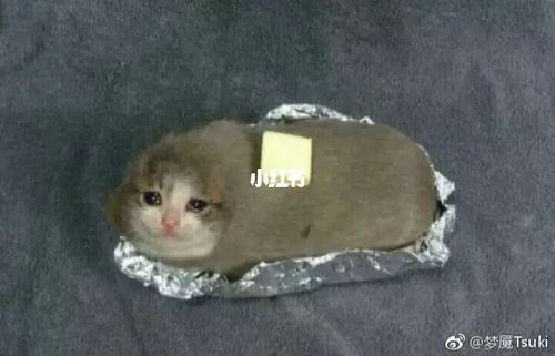 实用流泪猫猫表情包_表情包_猫咪_猫猫表情包_素材