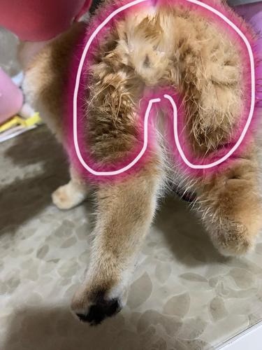 【讨论】猫咪屁股附近的毛一直是湿润的还有尿骚味