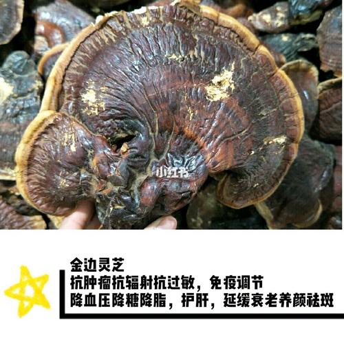 灵芝有好多种的哦!不同类型的灵芝对应的功效都有所不同!