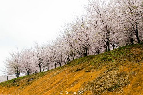 坐着公交去平坝,赏万亩樱花