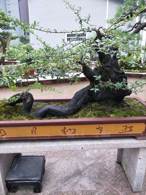 精品盆景欣赏图片