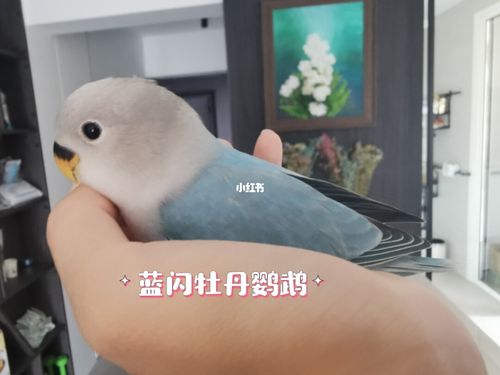 蓝闪牡丹鹦鹉40-50天_鹦鹉_牡丹_宝宝起名_手养牡丹鹦鹉_宠物_宠物