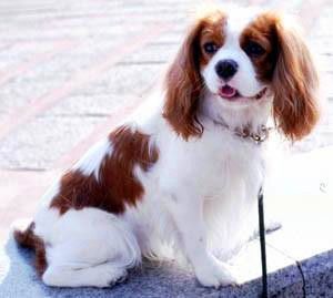 骑士查理王小猎犬