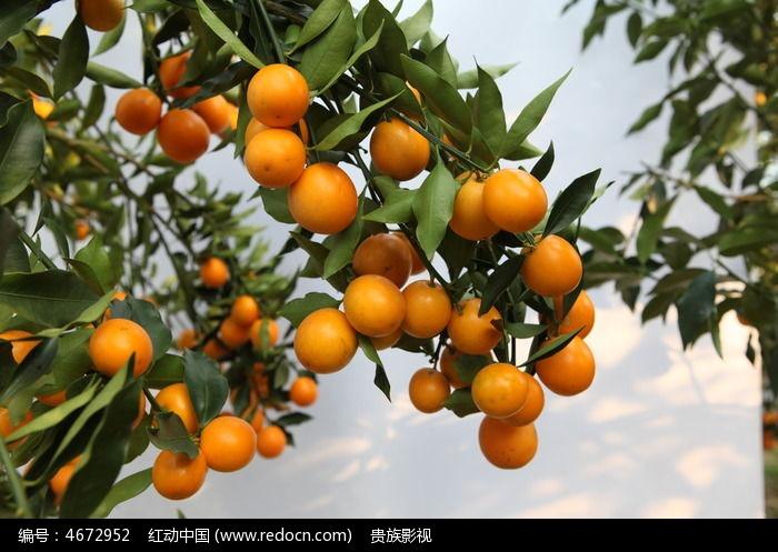 金桔橘子大全高清图片下载_红动网