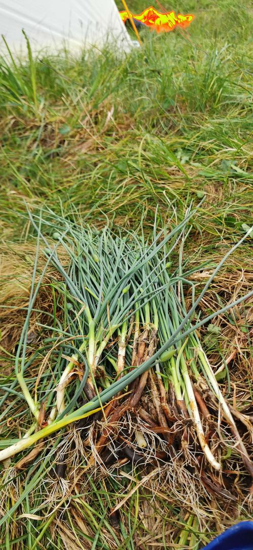 营地,美味的山葱