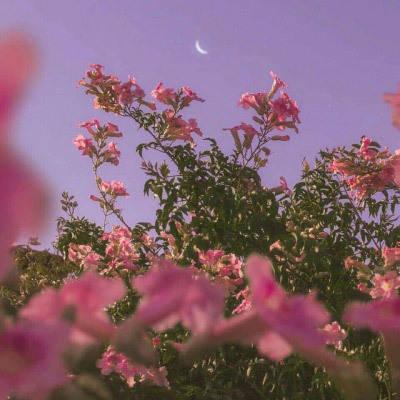 风景微信头像图片大全花真实花朵图片适合老人做微信头像