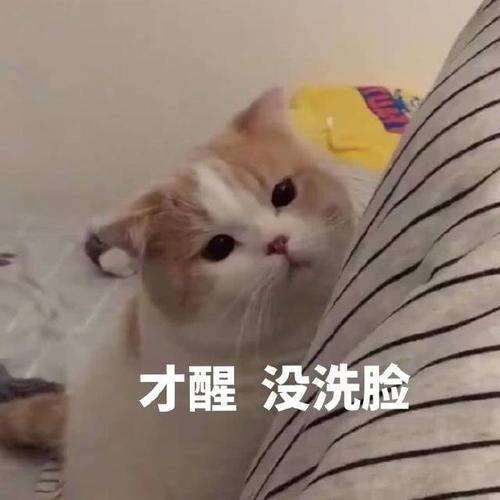 表情包:请问我的小可爱在吗?