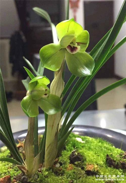 金牛荷开品尽显荷中贵族-春兰篇-中国兰花交易网社区