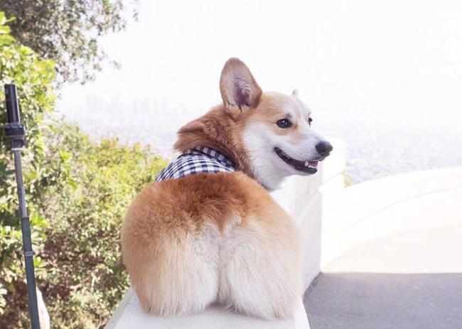 成年柯基的身长和体重是多少?