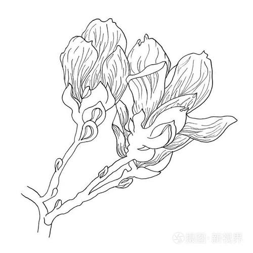 一套孤立的木兰花玉兰花在白色背景上的线条艺术素描