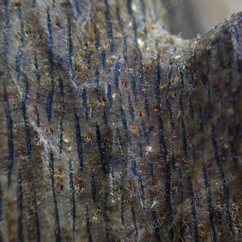 图解沉香纹理以图辩香不求人