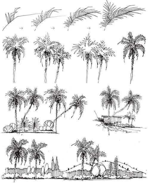 4.7棕榈植物画法