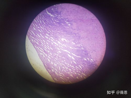 组织学与胚胎学切片观察2