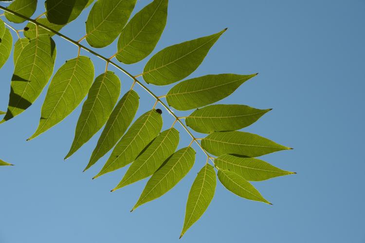 秋天是一个美丽的季节,叶子都很美,秋天的椿树叶,原创摄影