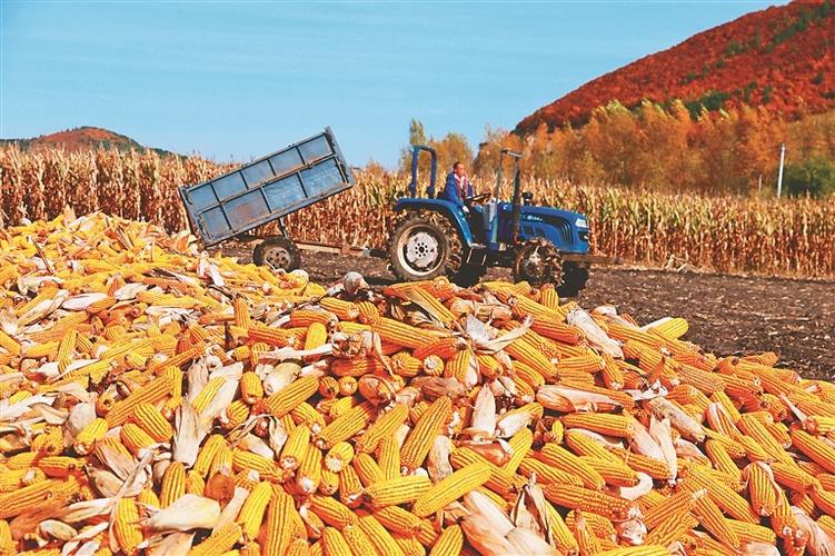 佳木斯郊区四丰镇玉米丰收.