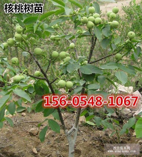 5-6公分核桃树苗多少钱