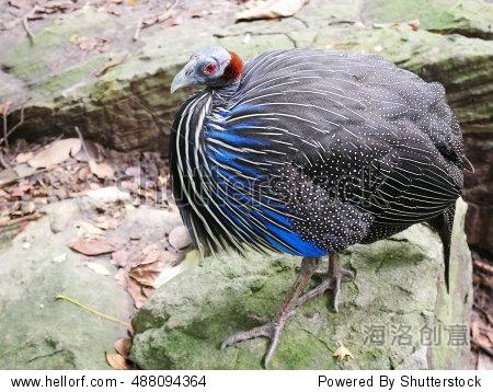 vulture guinea fowl