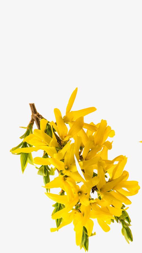 > 黄色的迎春花