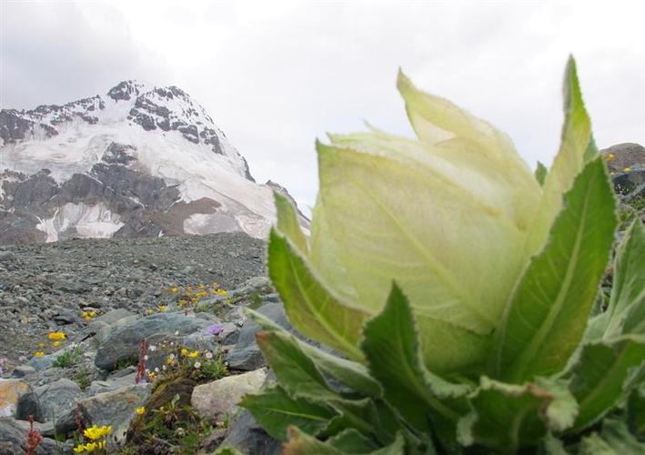 其它 冰山雪莲结奇缘: 写美篇          转瞬已过千年,望璀璨星河中
