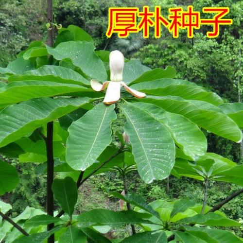 优友厚朴种子日本厚朴种子药材种子园林绿化树种子苗木绿化视频