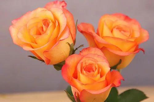 一朵红玫瑰花代表什么在花店买了一枝玫瑰插到土里这几天发芽了不知道