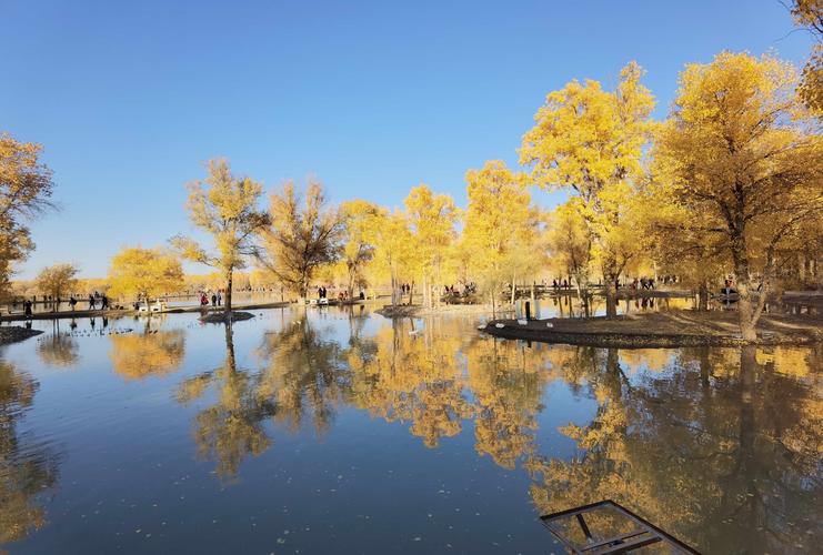 甘肃酒泉金塔胡杨林景区,镜泊湖区域.太美了!