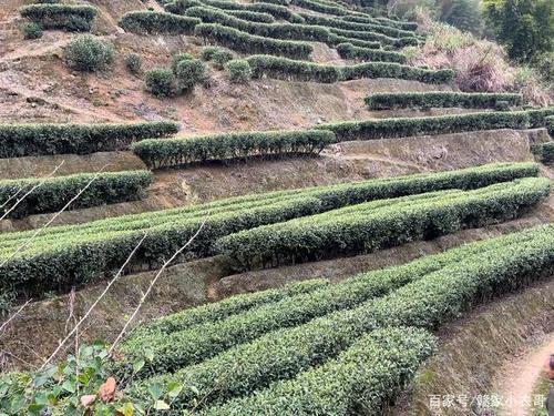 遂川汤湖万亩茶山梯田壮观美丽