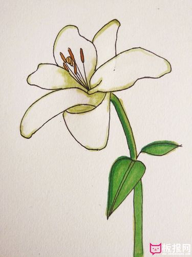 百合花的简单画法步骤图解