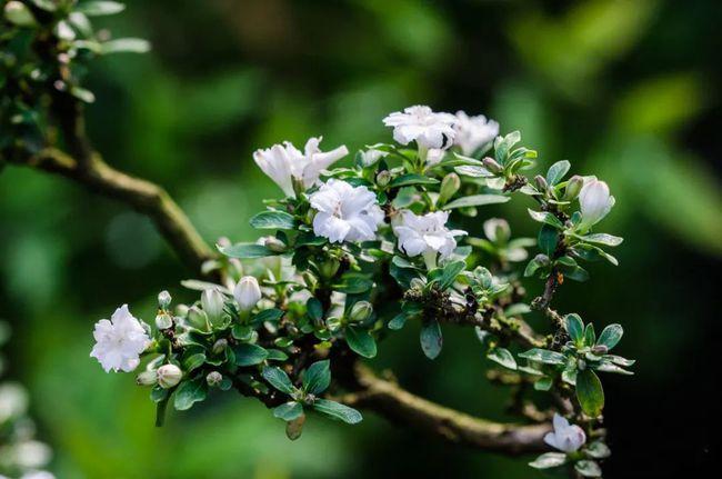 对路边的六月雪不屑一顾殊不知它是树桩盆景十八学士之一