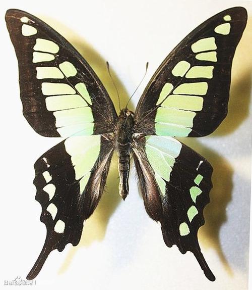 7.宽带青凤蝶 四川雅安