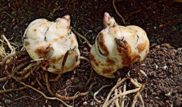 百合花小秘密,养了好几年,只有球茎繁殖才能开花?