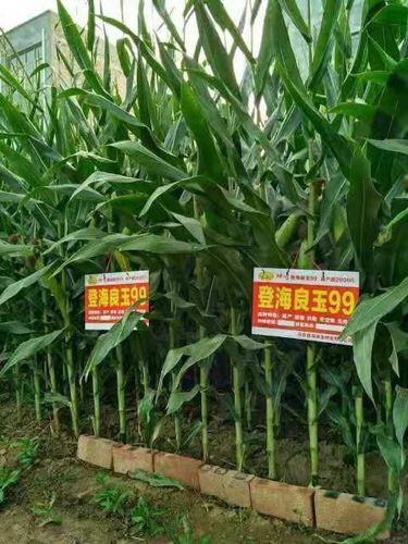 中国玉米第一品牌良玉99