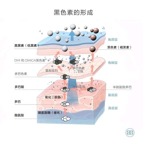 代谢层:加速皮肤新陈代谢,促使黑色素细胞逐步分解.