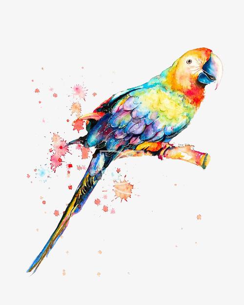 水彩鹦鹉