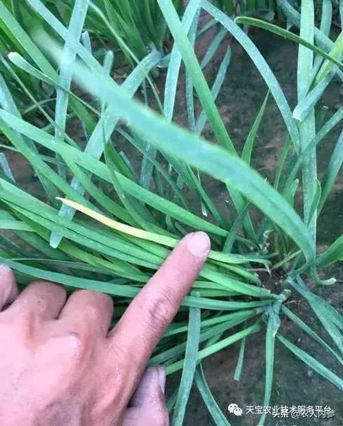 韭菜高清病虫害图谱,值得收藏