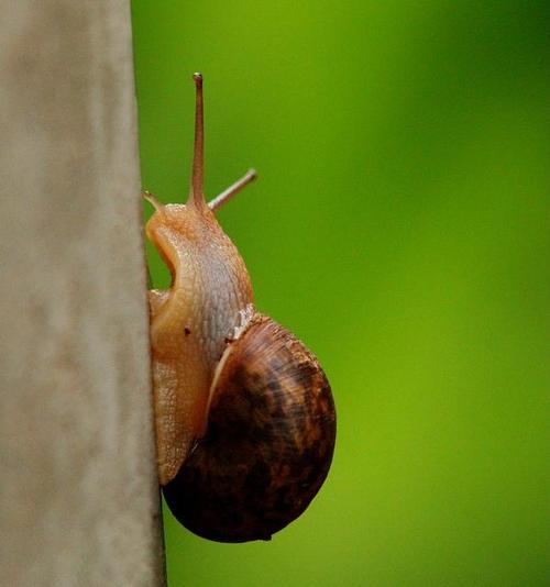 只有努力才能改变经典句子