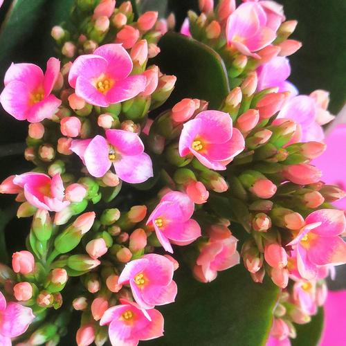 包邮岩丁外星人et长寿花三色单瓣带花苞卧室内四季草本花卉盆栽