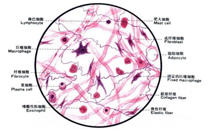 (1)疏松结缔组织:是一种比较稀疏而松软的组织,包含多种细胞(主要为