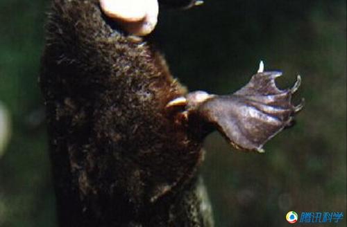 鸭嘴兽的毒刺在哪!图片!急用!