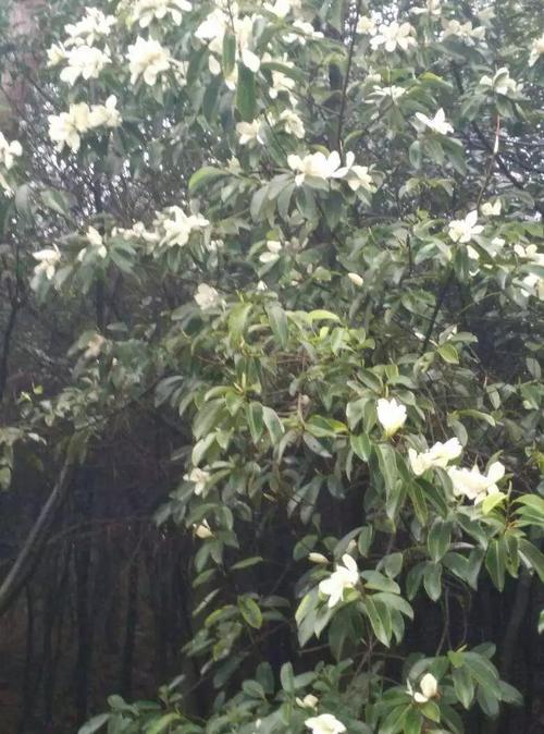 甫跃辉守山人缅桂花