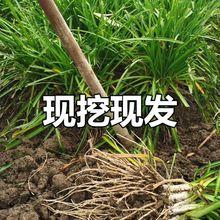 云南特产苤菜根 撇菜根 大韭菜根 新鲜肥嫩菜根 可种凉拌腌菜