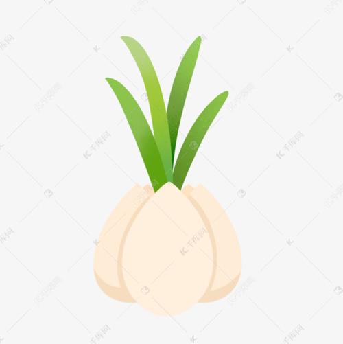 伊朗新年发芽的大蒜蒜苗