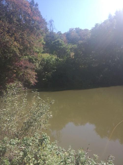 吉林省桦甸市苏密沟四道沟苹果园!辽宁庄河大骨鸡,纯笨鸡蛋!