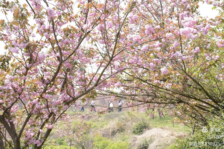 04.12号余姚上马岗樱花基地