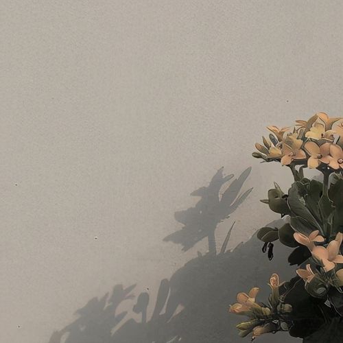 高台树色 《白色故事》