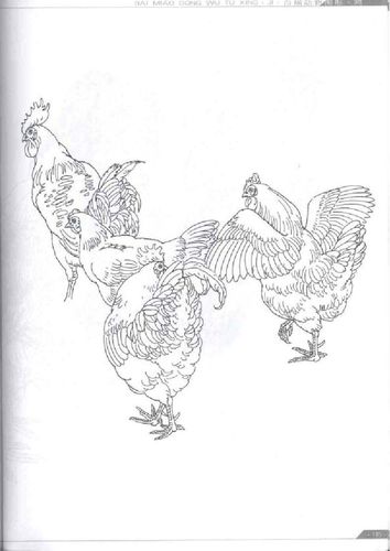 【转载】白描动物图形_家畜家禽卷 2