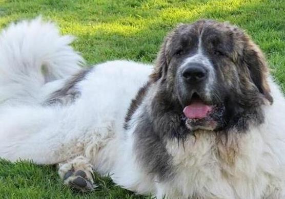 世界十大巨型犬种排名,中亚牧羊犬战斗力强,高加索犬是犬中之王